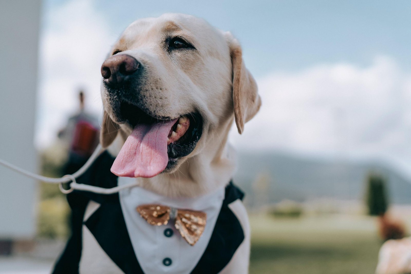 Alfie, labradorul care a dat numele centrului
